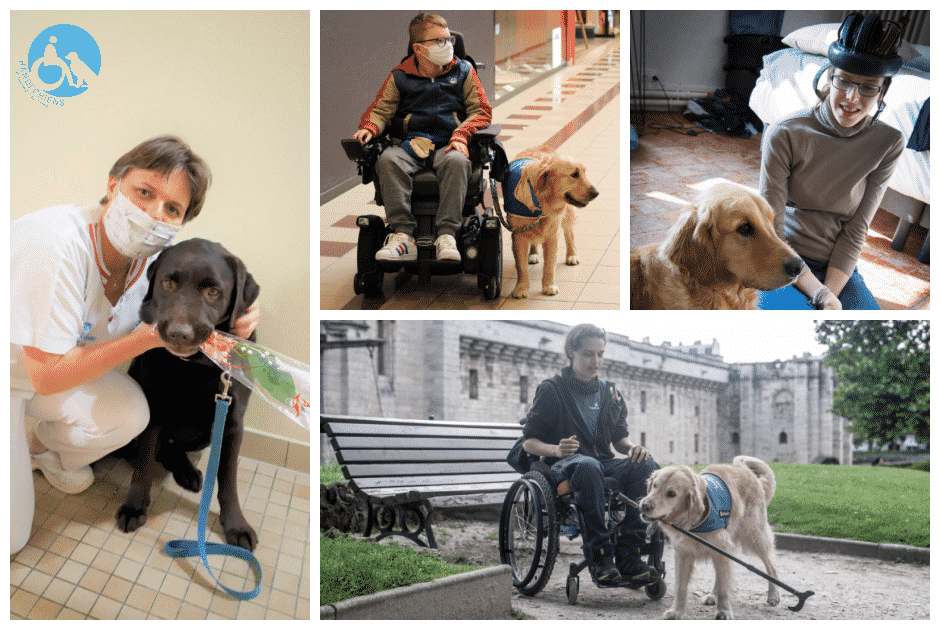chiens d'assistance