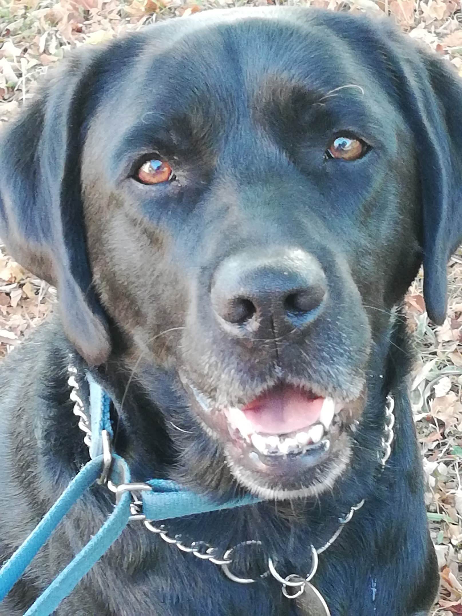 Jersey, Labrador noir Handi'Chiens